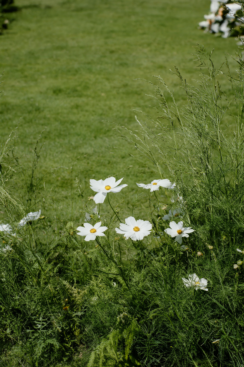 Ground-level crescent of white cosmos, ferns, and fine grasses around an open lawn center