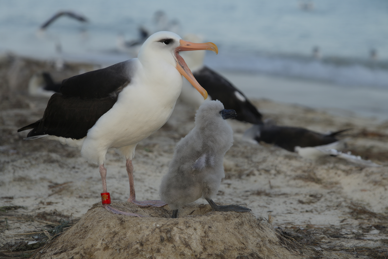 A Laysan albatross with a red leg band stands beside a downy gray chick on a sandy ground nest at Midway Atoll at dawn, distant seabirds blurred.