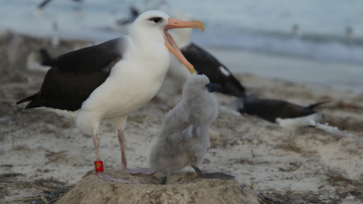 A Laysan albatross with a red leg band stands beside a downy gray chick on a sandy ground nest at Midway Atoll at dawn, distant seabirds blurred.