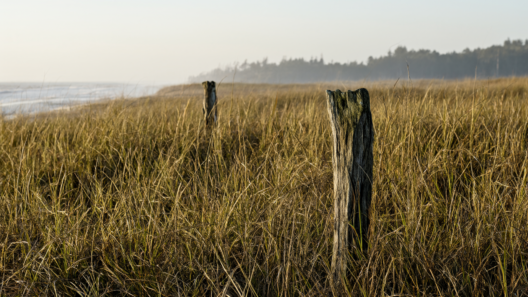 A weathered wooden post stands in tall marsh grass on a low coastal island at dawn, with pale gold light and mist, the Atlantic in the distance.