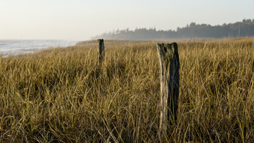 A weathered wooden post stands in tall marsh grass on a low coastal island at dawn, with pale gold light and mist, the Atlantic in the distance.